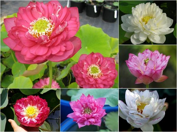 Sen bách diệp - sen quan âm mix 5 màu: đỏ tím vàng trắng hồng - Gói 5 hạt giống