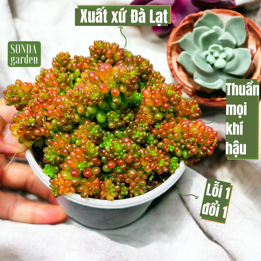 Sen đá flame pearl SONDA GARDEN size trung bình 10cm, cây cảnh trang trí nhà cửa, lỗi 1 đổi 1