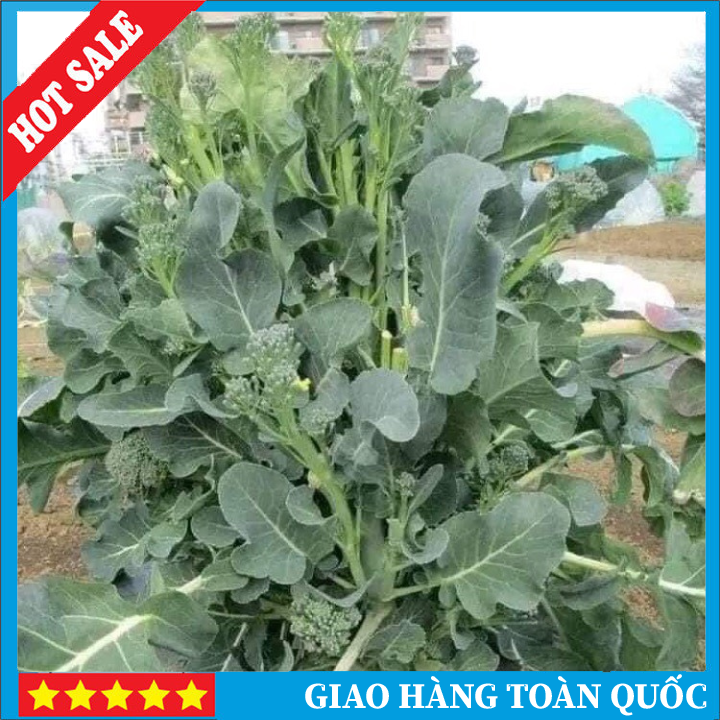 Hạt giống bông cải xanh baby, súp lơ xanh baby, súp lơ mini, rau củ quả trồng sân thượng