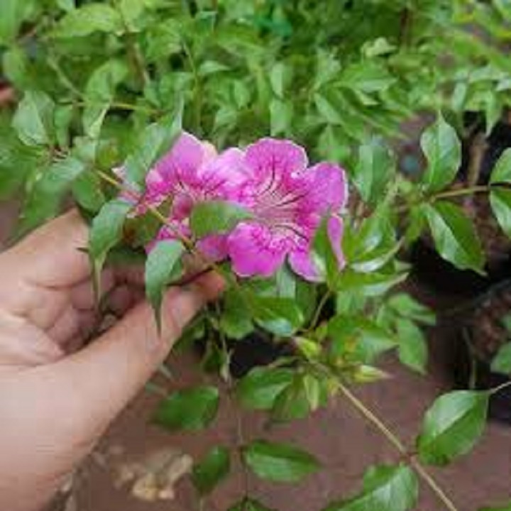 Chậu cây giống hoa leo hồng thiên hương