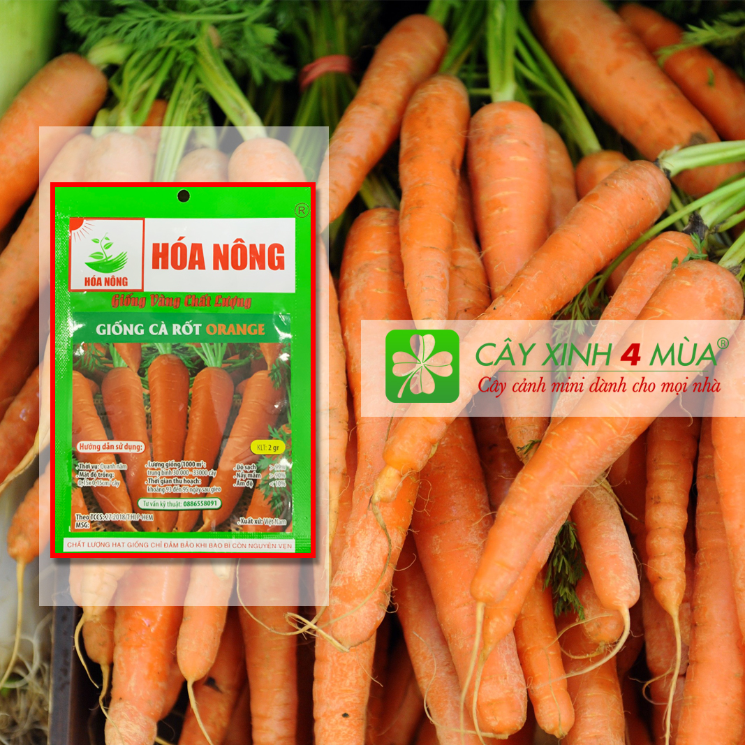 Hạt giống cà rốt orange gói 2gr - -giống vàng chất lượng