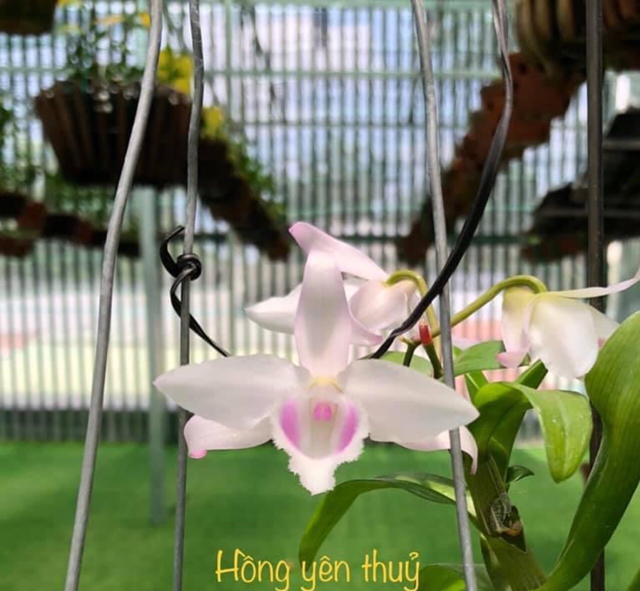 Phi điệp hồng yên thuỷ hàng cây giống năm 2 đã thuần tại vườn