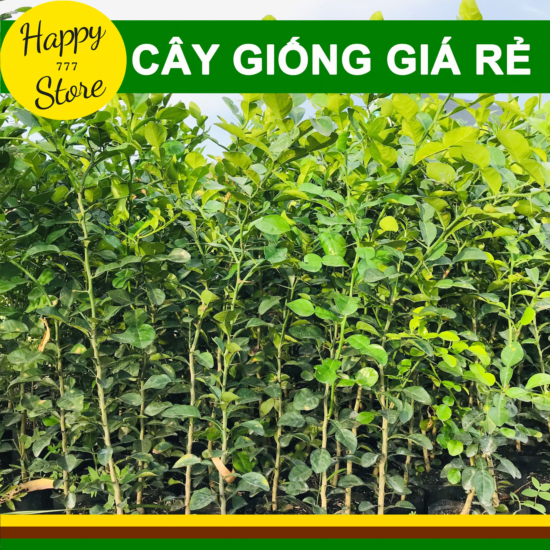 Cây chanh thái, chanh chúc, cây chúc an giang cao khoảng 50cm