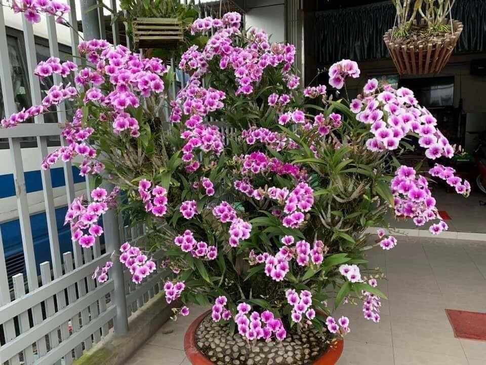 Hoa lan yaya mini cây giống