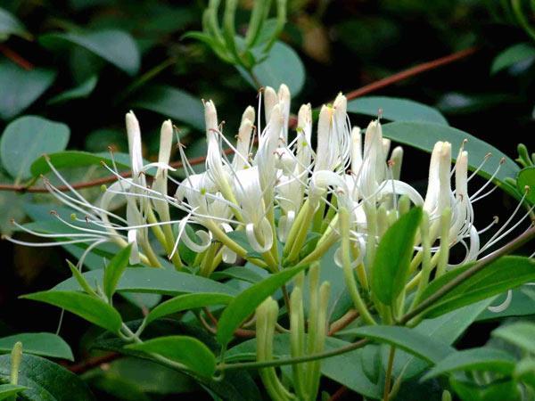 [HCM]TRÀ KIM NGÂN HOA(200 G)