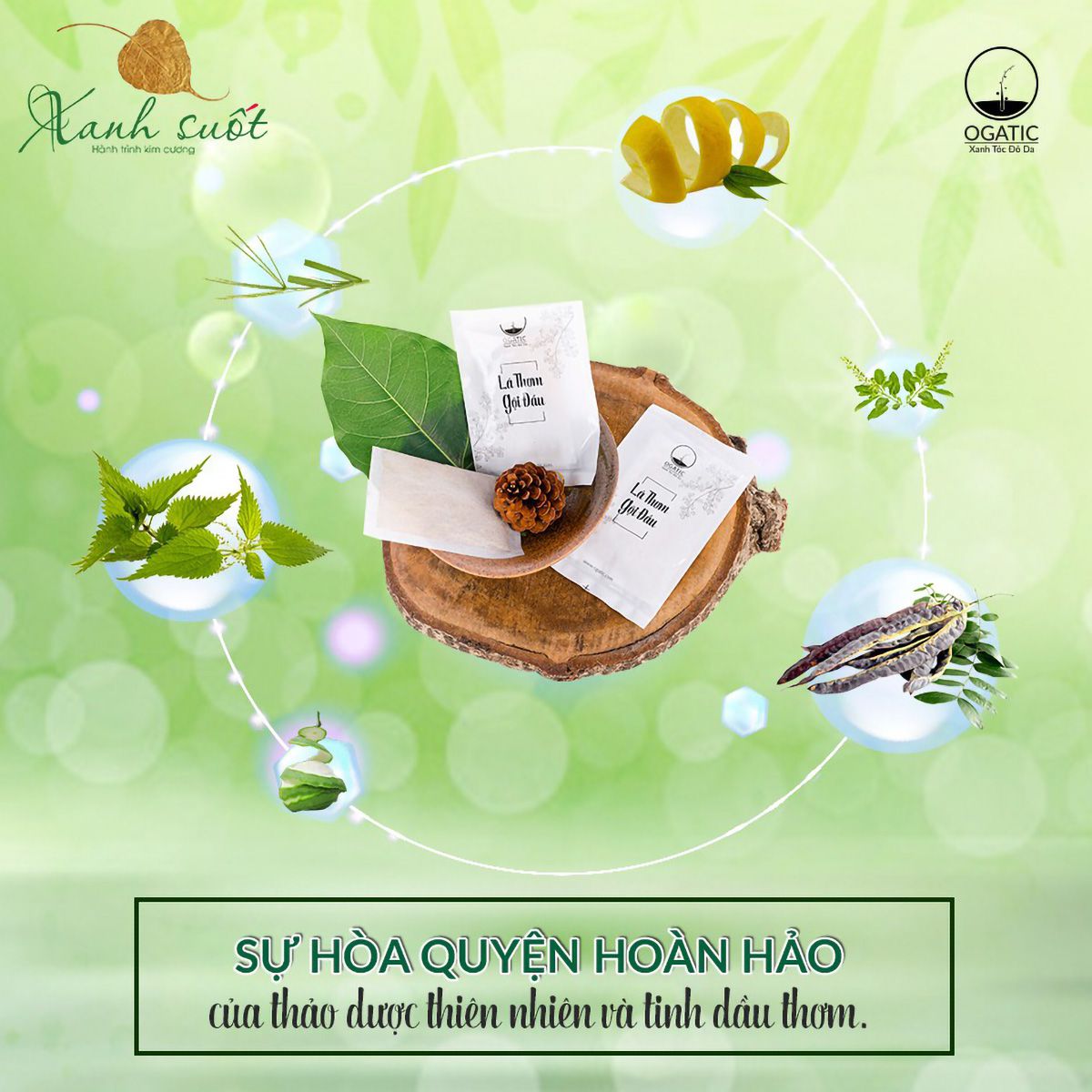 Lá thơm gội đầu ogatic , dầu gội thảo dược bồ kết, giúp tóc sạch gầu, trơn mượt, hương thơm tự nhiên - mevina