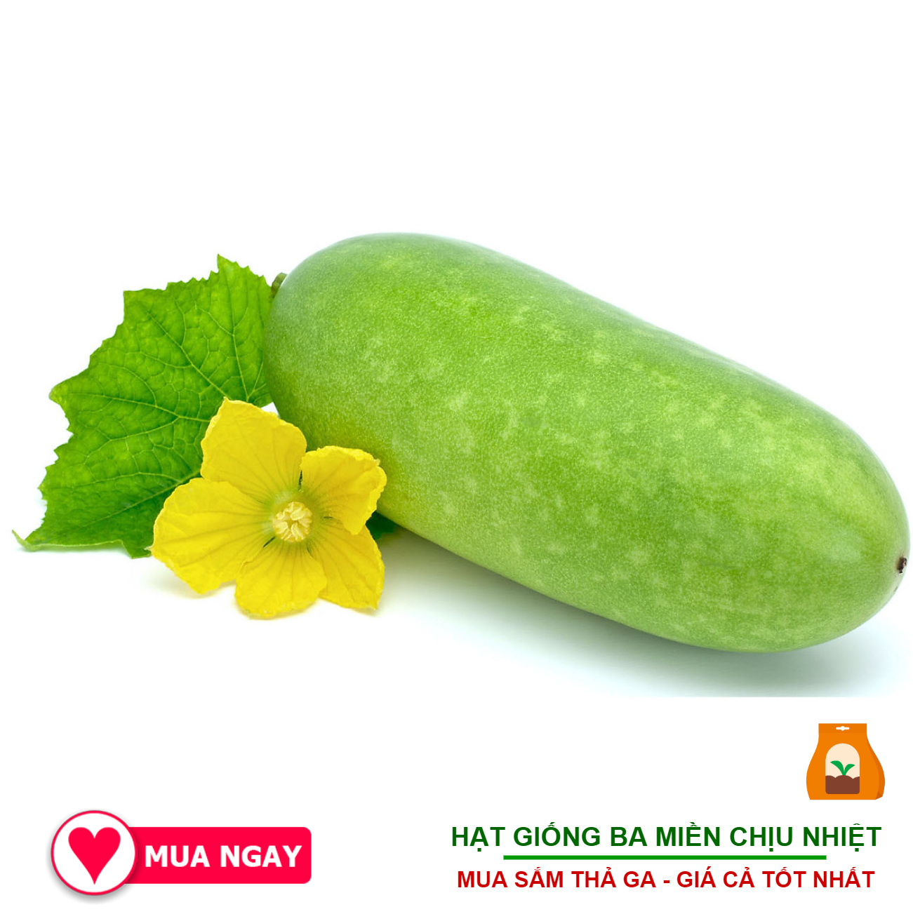 Hạt Giống Bí Đao Chanh