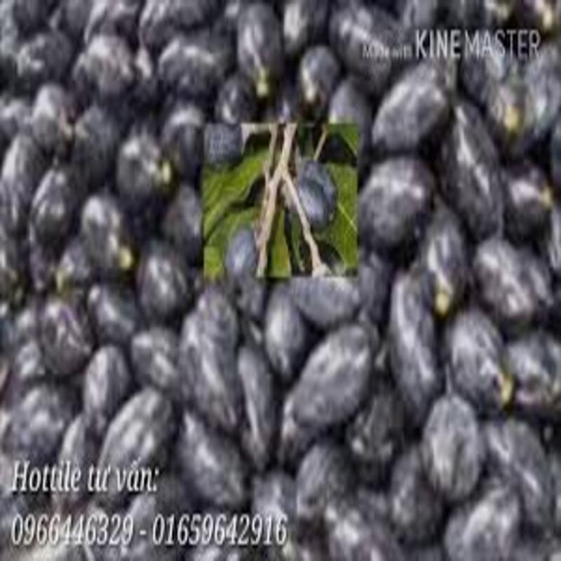 Cây giống chám ghép đen. Cây giống chuẩn F1.Cây giống quả quý cho năng suất cao đem lại lợi nhuận cao