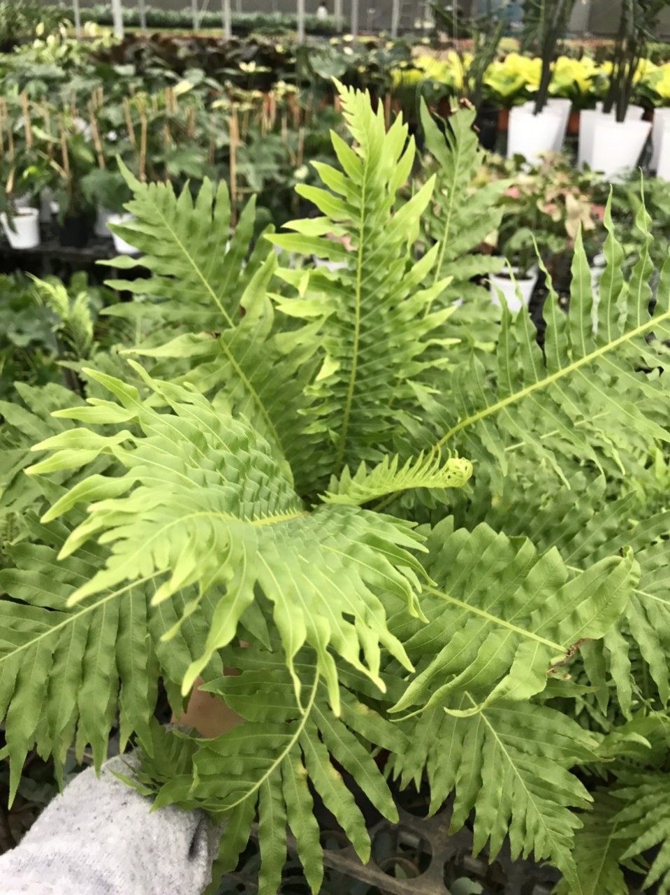 Cây dương xỉ khổng tước-blechnum cây decor sân vườn tạo cảnh quan, cây đang phát triển tốt , rễ khỏe.