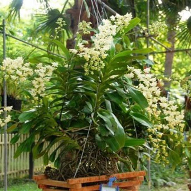 quế lan hương,quế tháng 8,phong lan quế