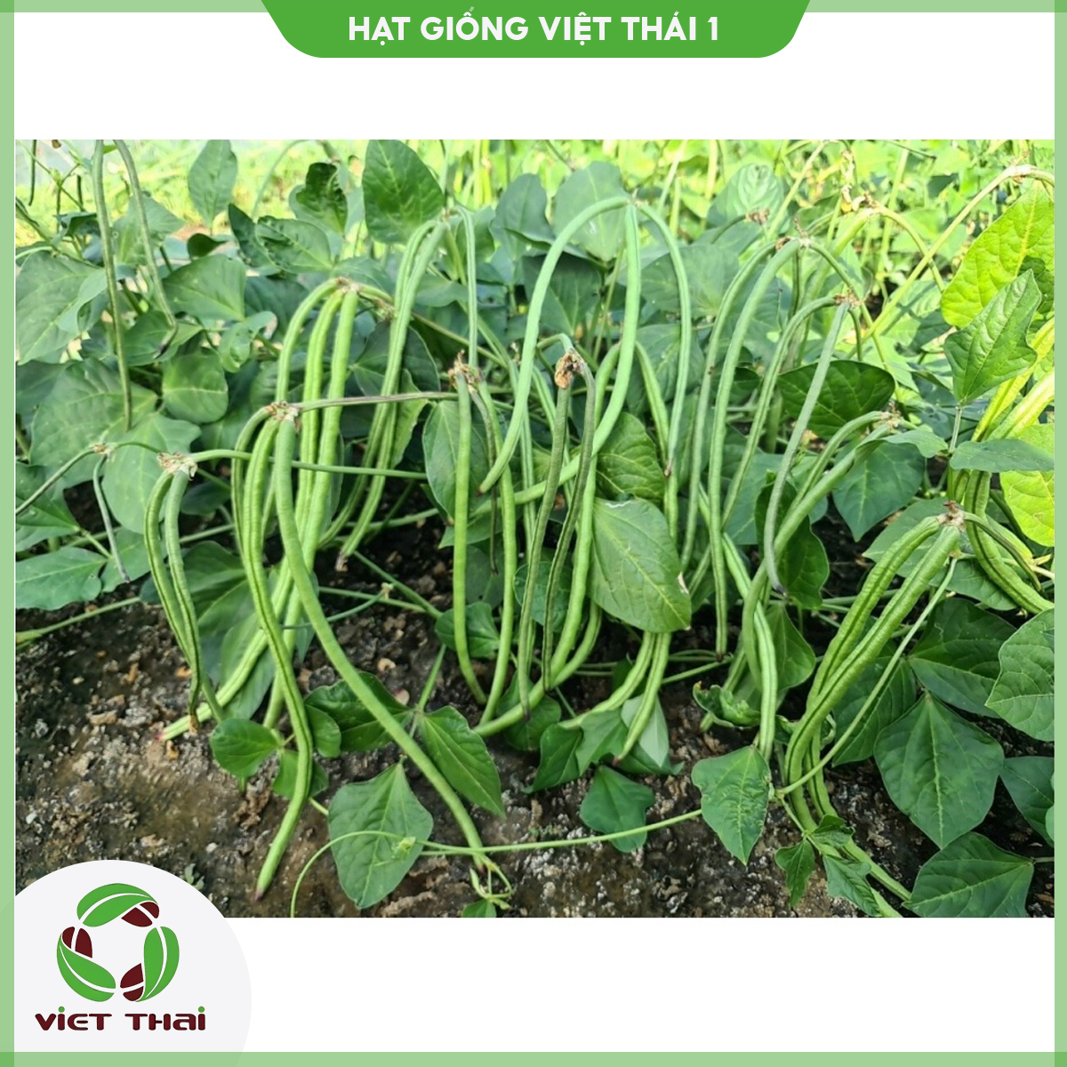 Giống đậu đũa bụi ngọt - hgvt1