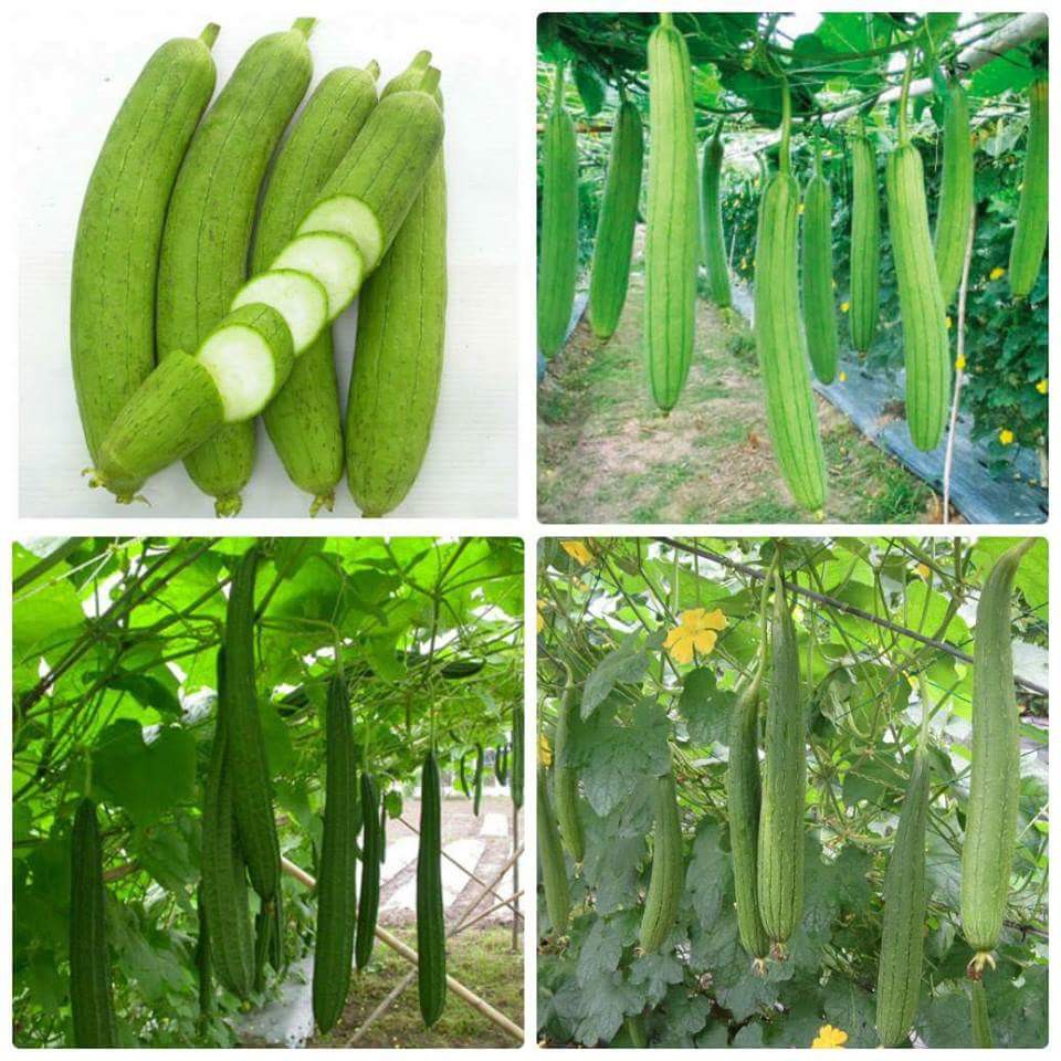 3 gói Hạt Giống Mướp Ngọt (Mướp hương - mướp khía - mướp sọc vằn)