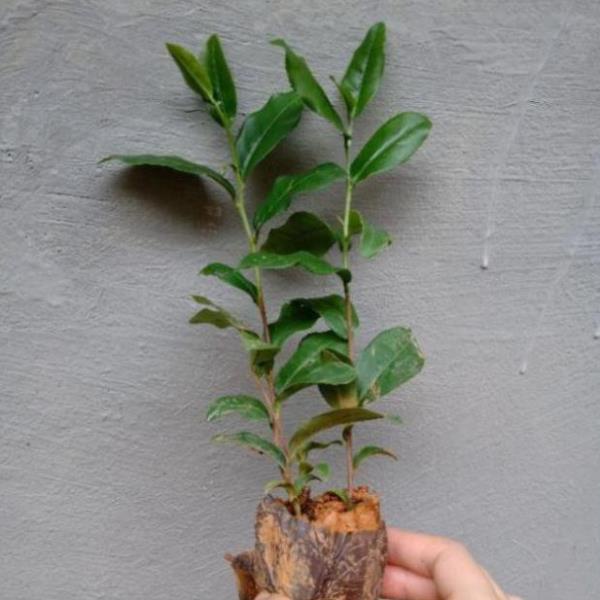 Cây giống chè xanh - chè / san tuyết - chè tân cương