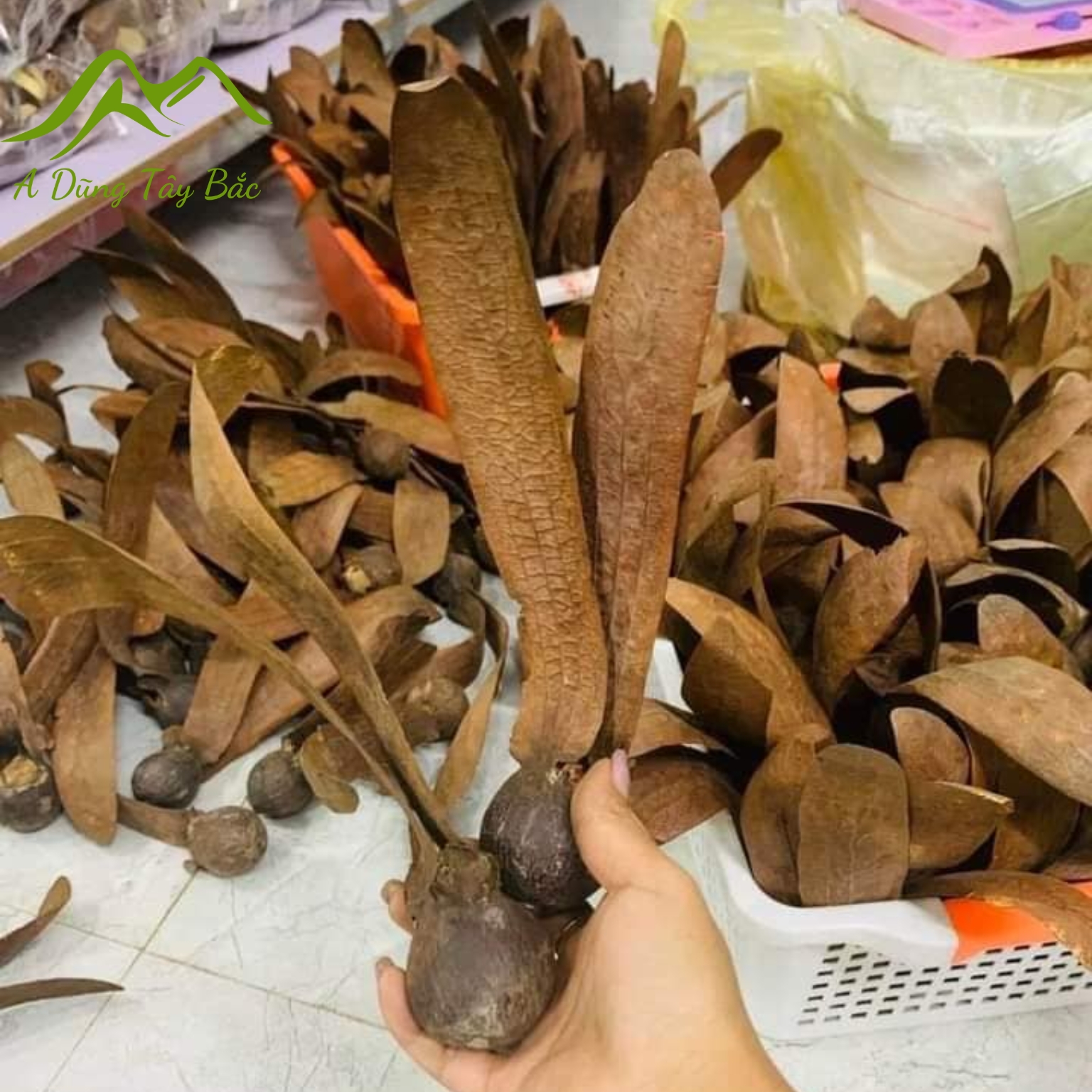Quả tai thỏ rừng, quả chò nâu phơi khô tự nhiên