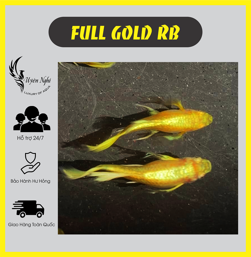 Full gold rb guppy thủy sinh + rong trúc