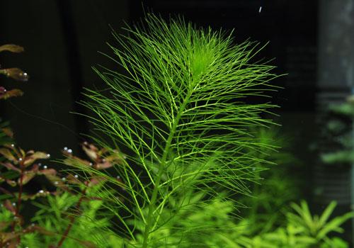 Đuôi phụng thuỷ sinh (15 nhánh)