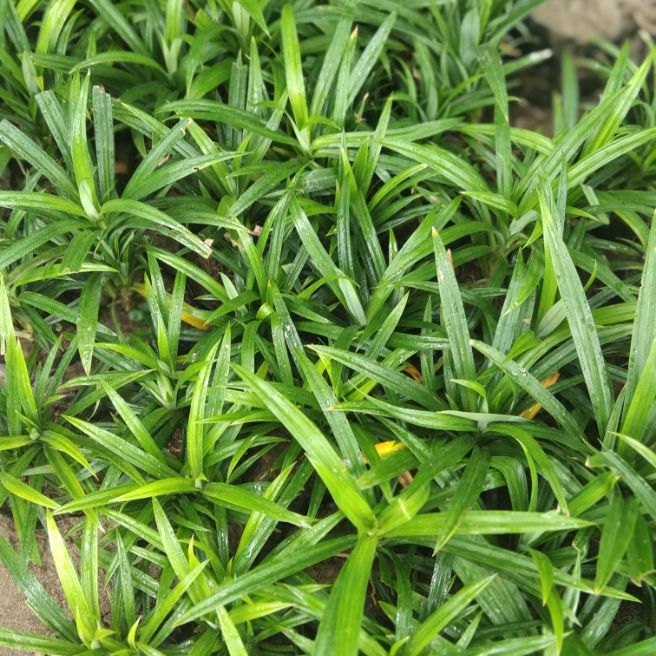 cây lá cơm nếp