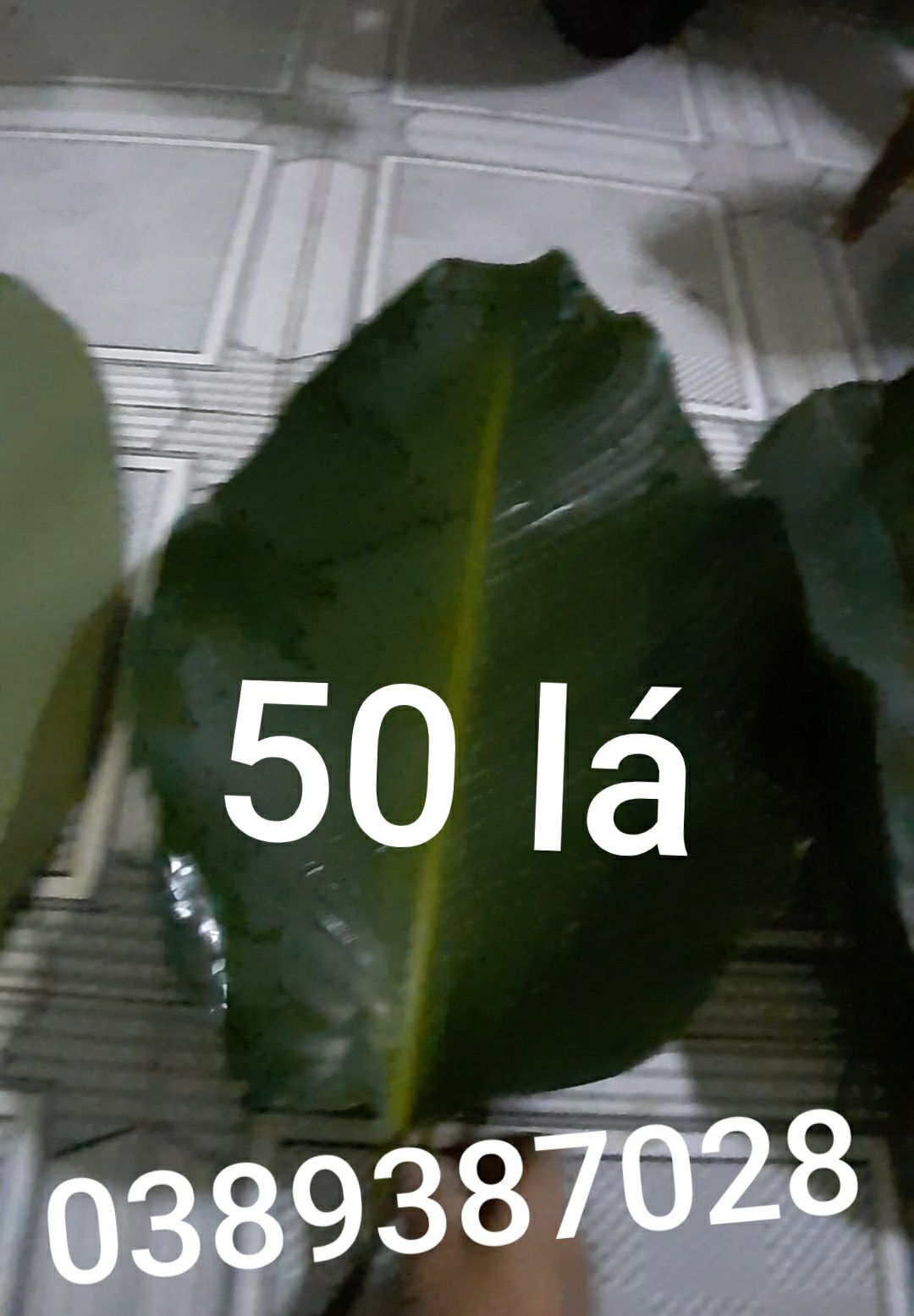 Lá dong 50 và 50 lạt buộc