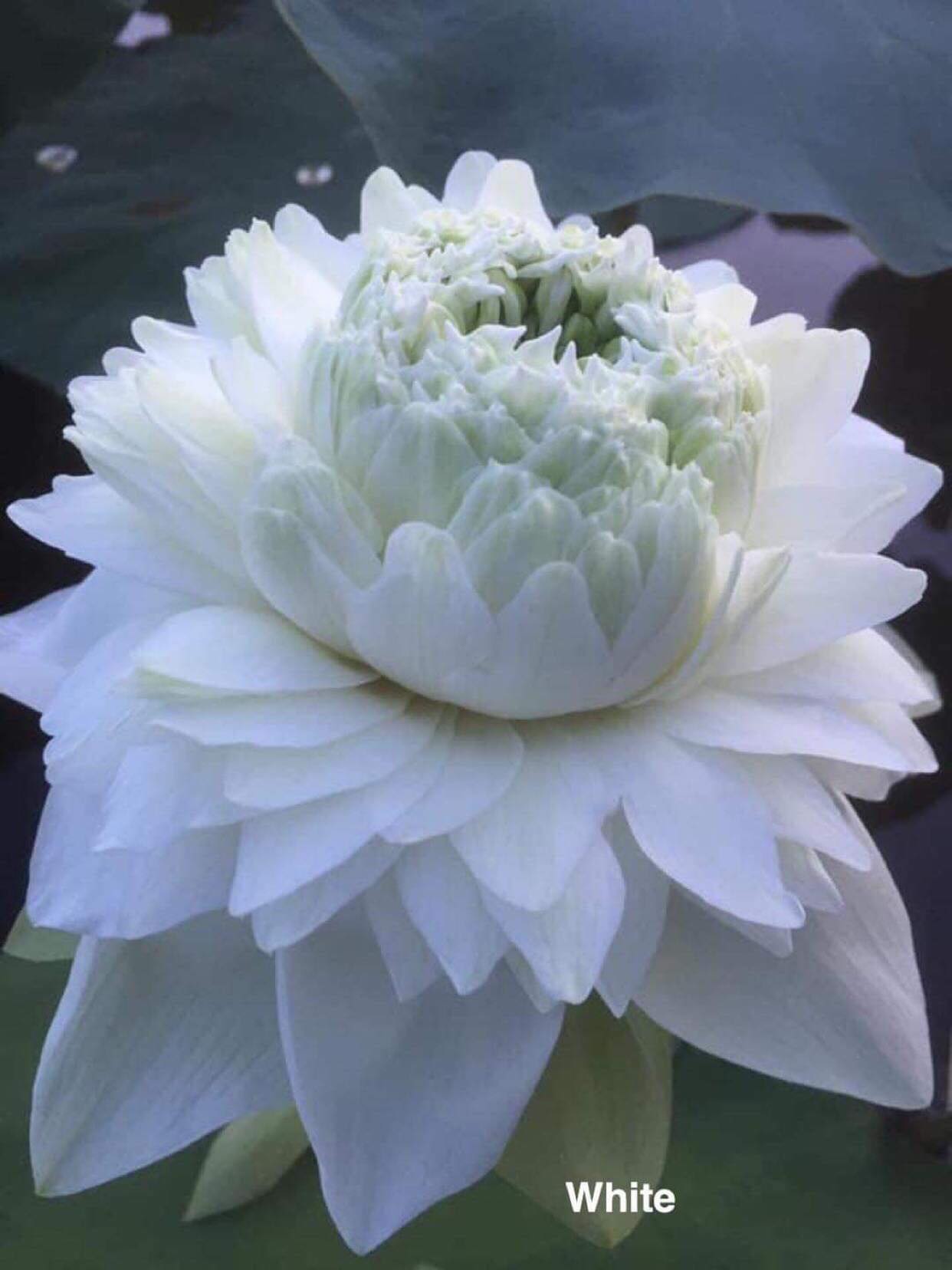 Sen ngàn cánh trắng_ củ giống