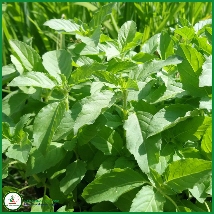 Hạt giống Rau quế Thái - Sakon TN 33 - 1g