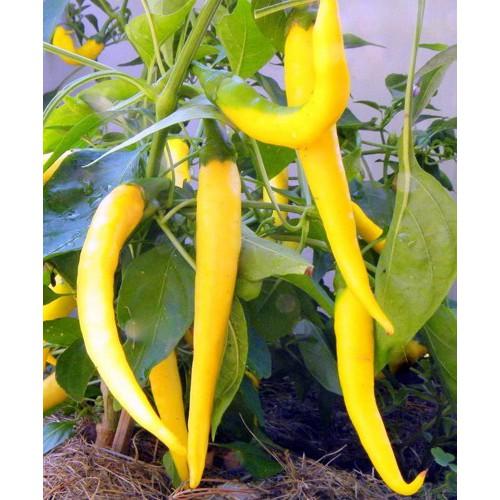 ỚT SỪNG VÀNG F1 (Châu Phi) PN-27