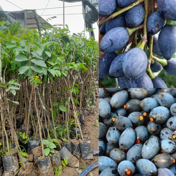 Giống Trám Đen-Cây Ăn Trái+Tặng kèm phân bón