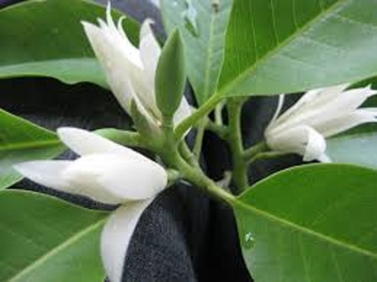 Chậu cây ngọc lan trắng, sắp hoa, đã ra hoa, hoa cực thơm, bầu lớn cây cực đẹp + tặng kèm 3 cây chè xanh uống nước