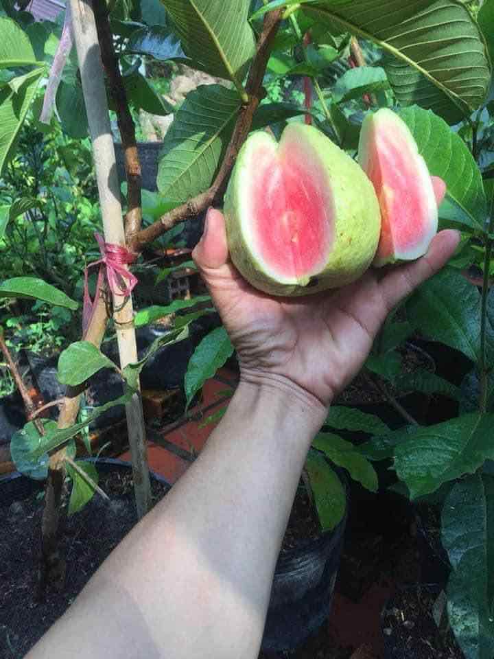 cây giống ổi ruby ruột đỏ không hạt