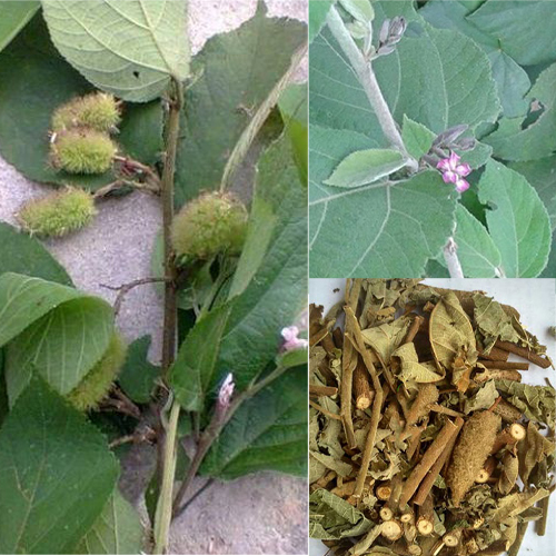 Cây AN XOA - Khắc Tinh Của Bệnh Gan 2Kg chưa sao