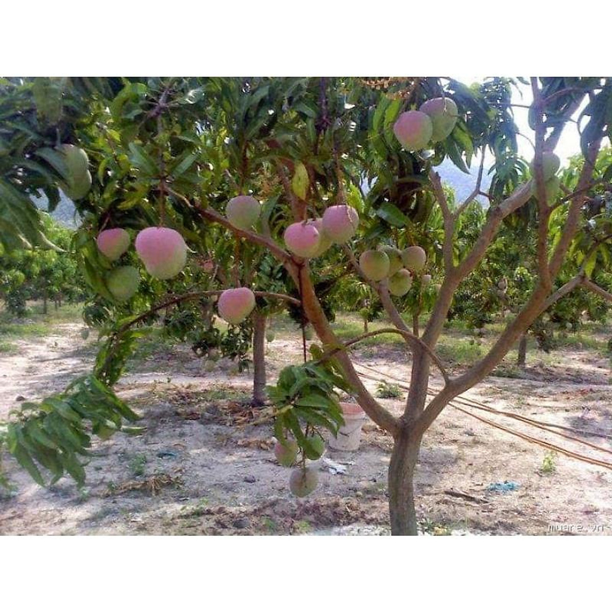 Cây giống xoài úc siêu sớm