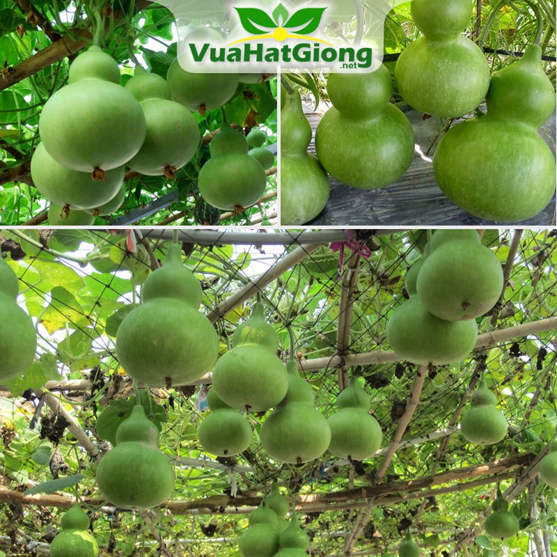 Hạt giống bầu hồ lô f1 dễ trồng sai trái