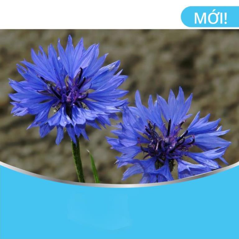 Hạt Thanh Cúc (Hoa Ngô) Nhiều Màu - 150 Hạt[ Tặng Kèm 1 Kích Chồi, Mầm Siêu Đậm Đặc -Gói 100Grpha 120L Nước]