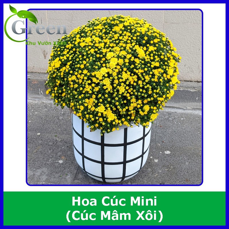 Hạt giống hoa cúc mini