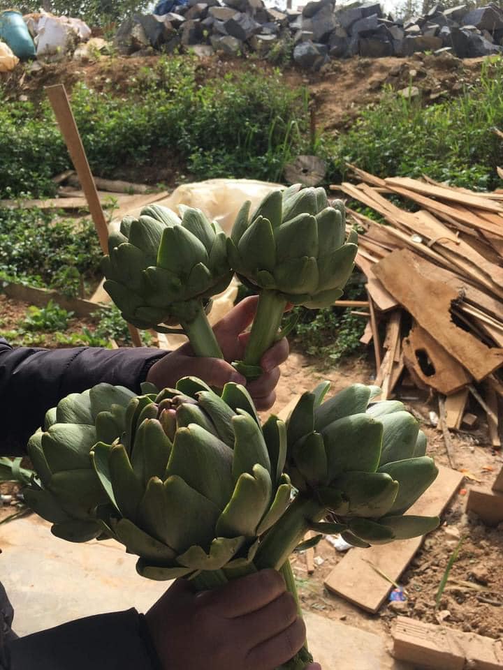Bông atiso đà lạt, 1kg