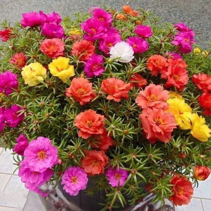 Hạt giống hoa mười giờ kép bông to