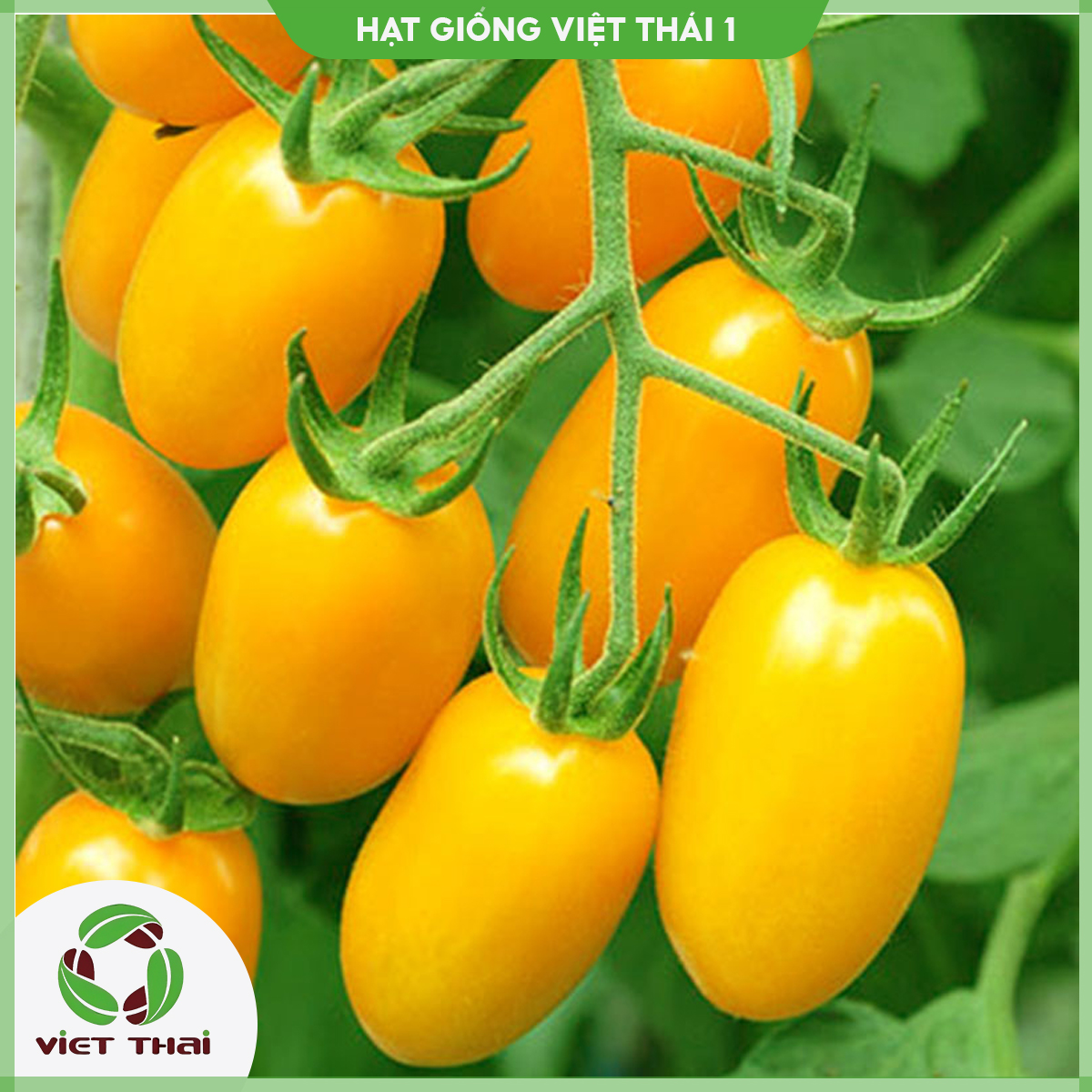 Hạt giống cà chua cherry vàng tn - hgvt1