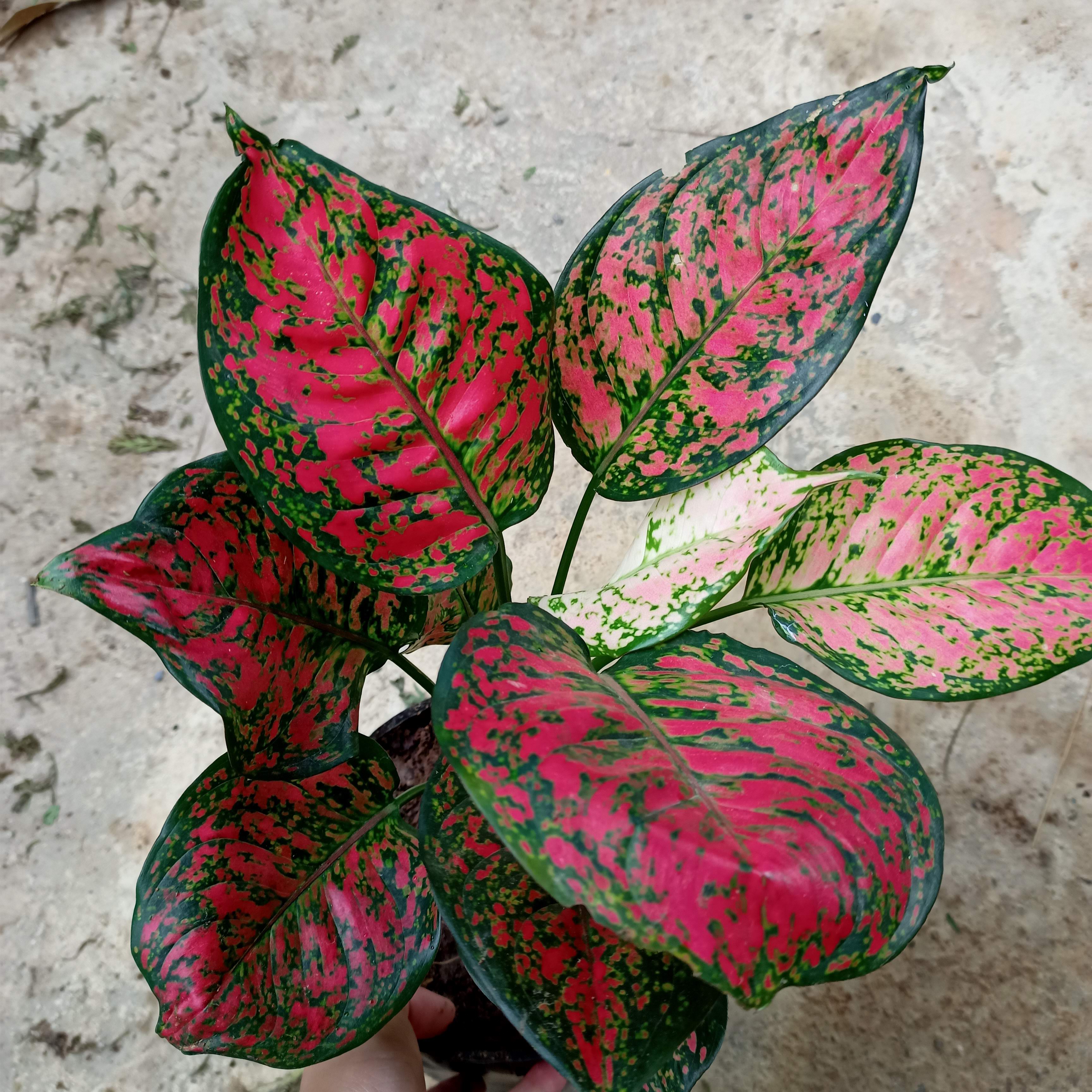 Chậu cây vạn lộc, cây thiên phú - Summer Garden