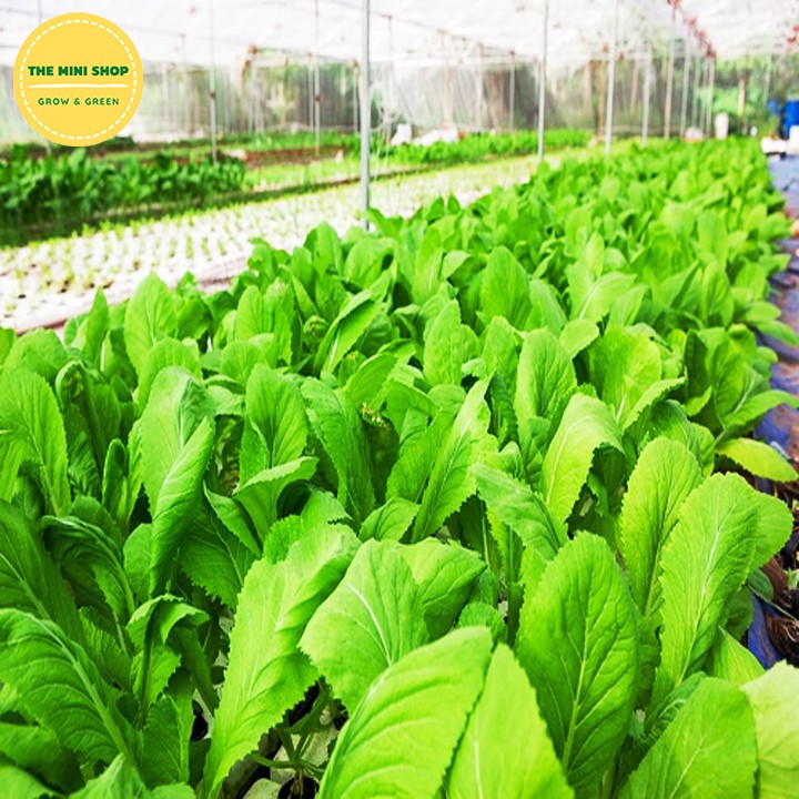 Hạt giống cải bẹ xanh mỡ cao sản Phú Nông gói 20g cây dễ trồng cho năng suất cao