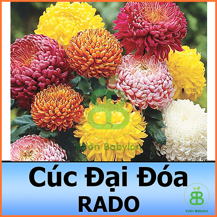 Hạt Giống Hoa Cúc Đại Đóa Bông To, Trồng Chơi Tết Cực Đẹp