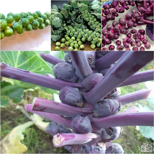 Sale Hạt giống rau bắp cải tí hon tím  giá rẻ