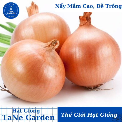0.3gr hạt giống hành củ vàng texas grano - tane garden