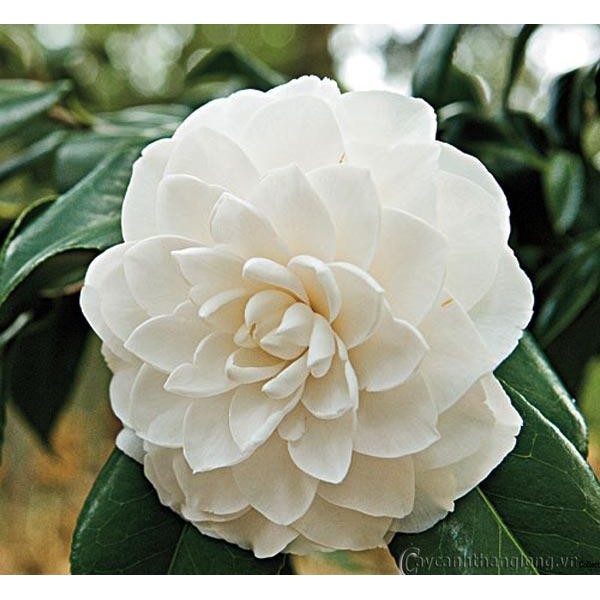 [Chuẩn Giống F1] Bầu cây giống hoa bạch trà, hoa trà trắng cổ hàng cực hiếm,