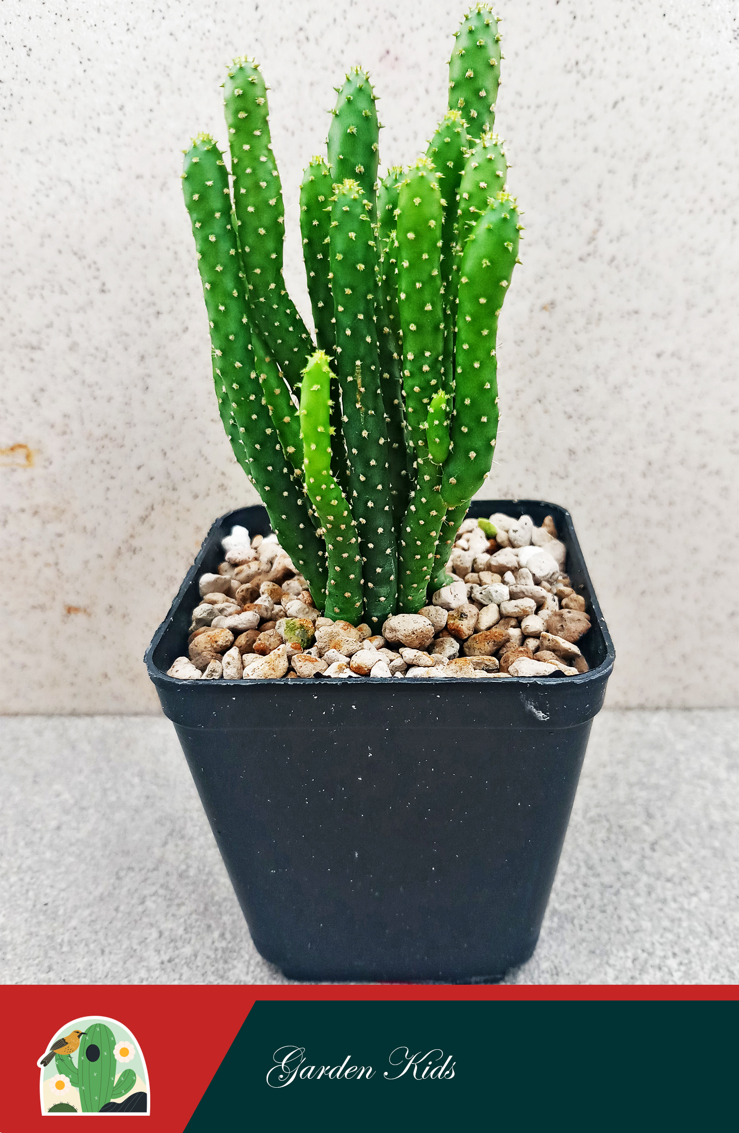 Xương rồng san hô (Opuntia Monacantha)