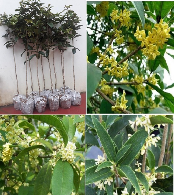 CÂY MỘC HƯƠNG TA - CÂY BẦU LỚN, HOA THƠM NGÁT, CÂY PHONG THỦY - THỊNH VƯỢNG , CÂY Y HÌNH