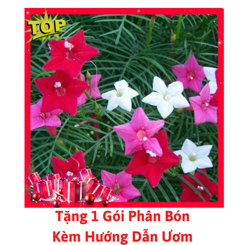 [Lấy mã giảm thêm 30%] Gói Hạt Giống Hoa Tóc Tiên Nhiều Màu