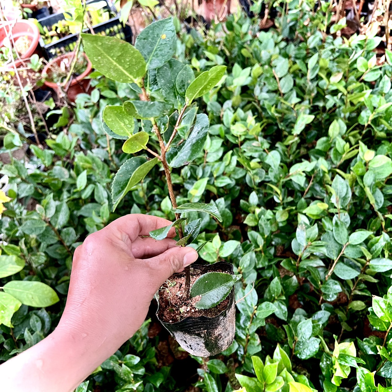 Cây giống trà thơm cao 20cm