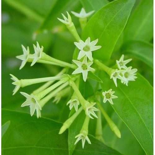 [HCM]hạt giống dạ lai Hương