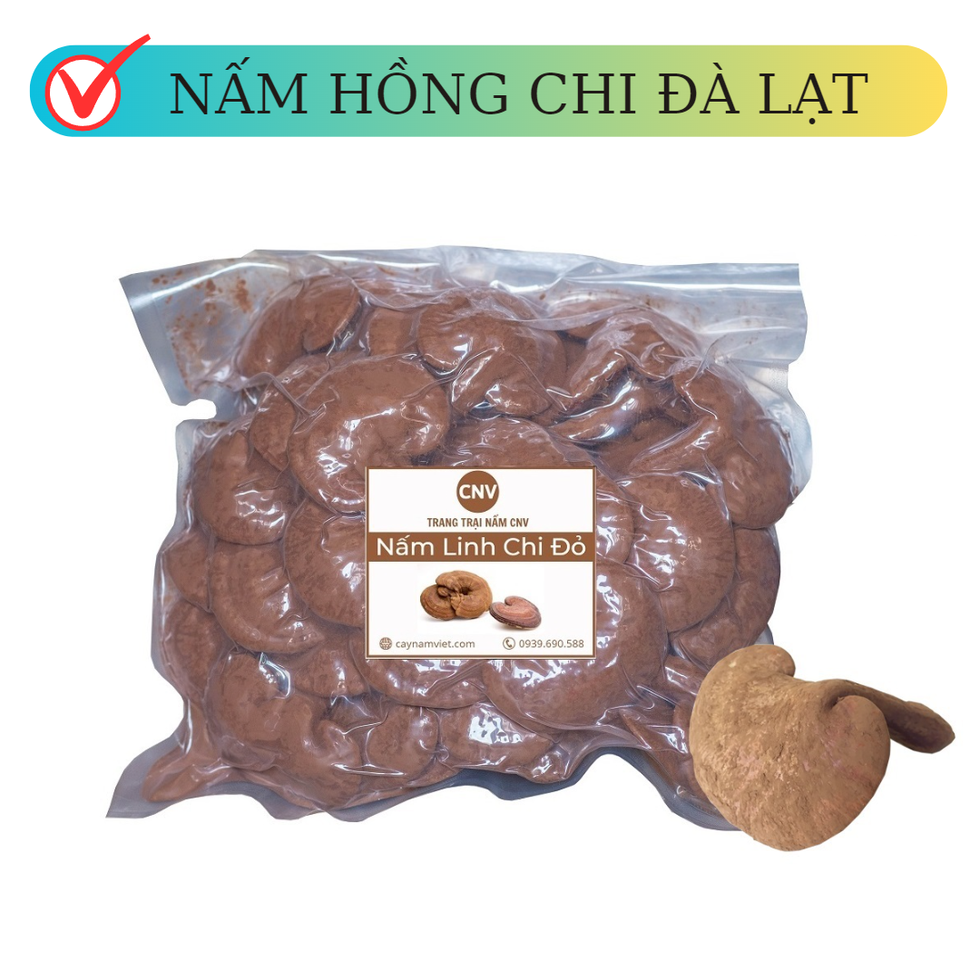 Nấm linh chi đỏ Hồng Chi Đà Lạt cao cấp 500g (vị đắng cao) - Cây Nấm Việt