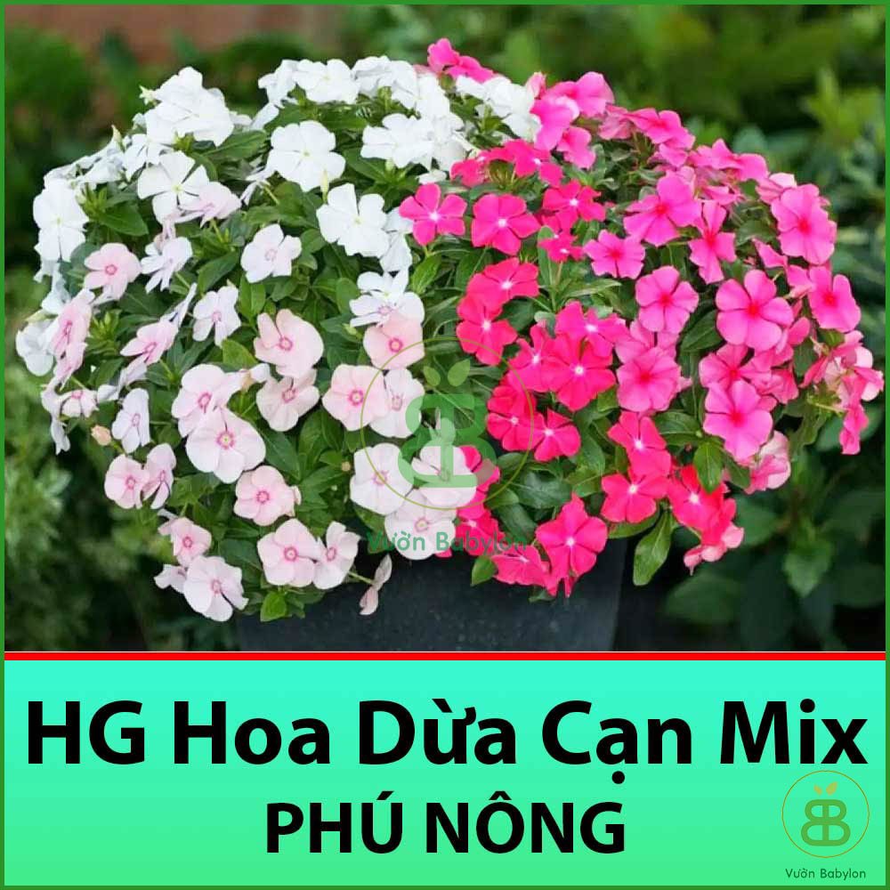 Hạt giống hoa dừa cạn 20 hạt loại 1, mix màu