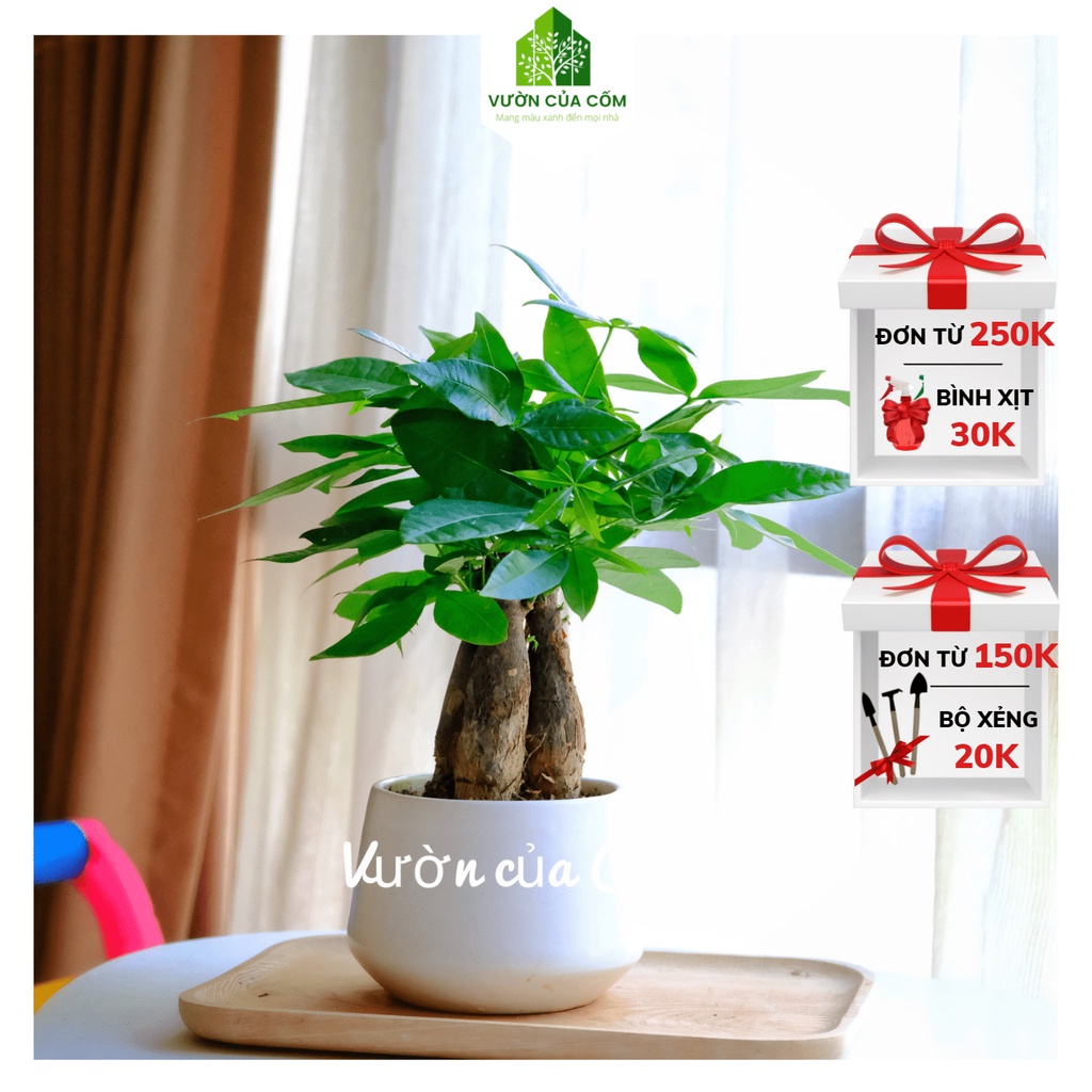 Cây cảnh kim ngân 3 thân để bàn kèm chậu sứ trắng tượng trưng cho PHÚC - LỘC - THỌ . Món quà tặng ý nghĩa